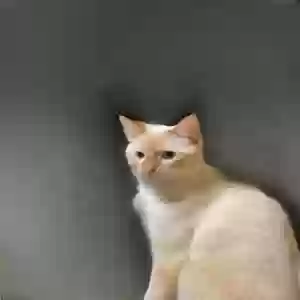 lost male cat coco