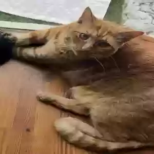 lost male cat marco