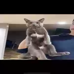 lost female cat kiki