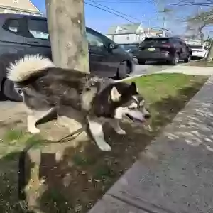 found male dog unknown