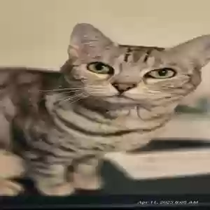 lost female cat dolly