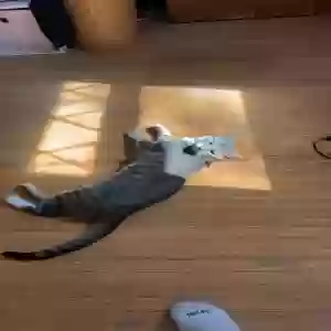 lost male cat unknown