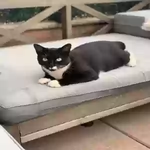 lost female cat hudson