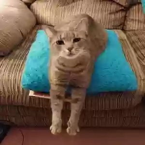 lost female cat cleo