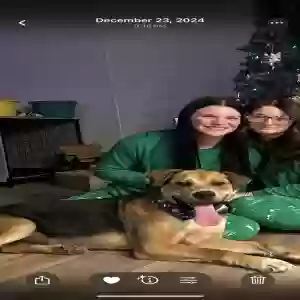 lost male dog schmidt