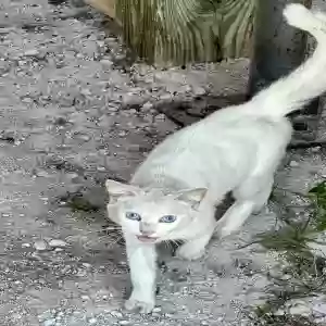 found unknown cat unknown