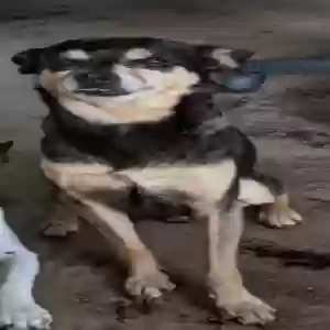 lost male dog alex