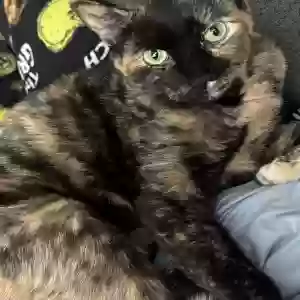 lost female cat carmella leyba