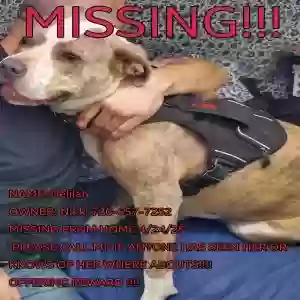 lost female dog delilah