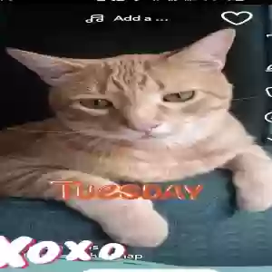 lost male cat jax