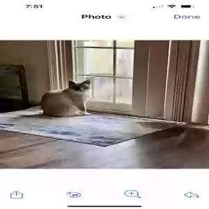 lost male cat mochi