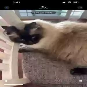 lost male cat coco