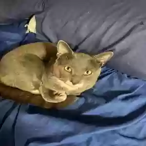 lost male cat lemon
