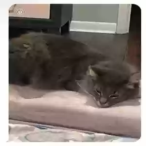 lost male cat mario