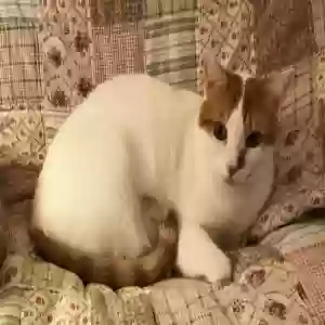 lost female cat lula