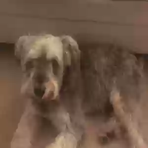 lost male dog oreo