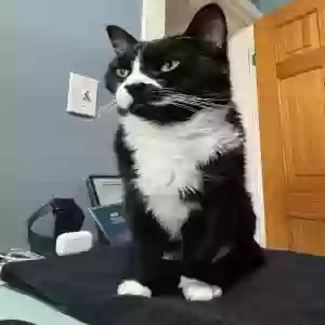 lost male cat taco beans