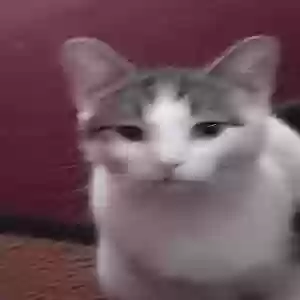 lost female cat kiki