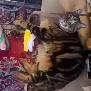 lost male cat toby