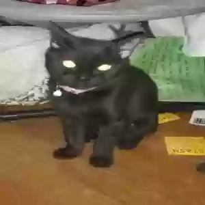 lost female cat itty bitty kitty mccord