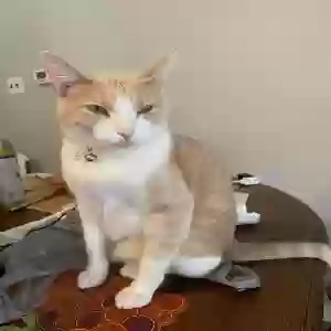 lost female cat ginger
