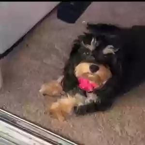 lost female dog lola