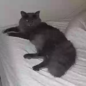 lost male cat faith