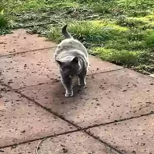 lost female cat jenny