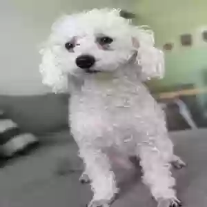 lost male dog ralphie