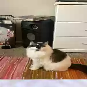 lost female cat tuna