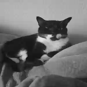 lost male cat unknown