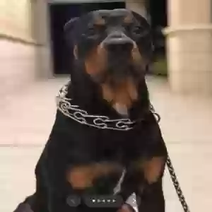 lost male dog cane morales