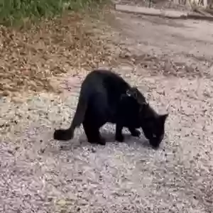 lost male cat stretch