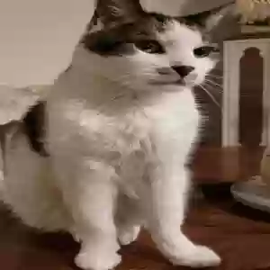 lost male cat unknown