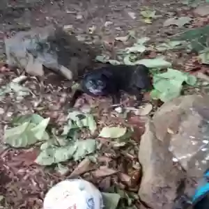 lost female dog bonbon