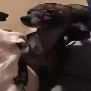 lost female dog clementine