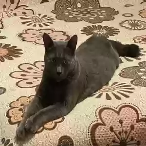 lost male cat gandalf