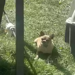 lost male dog apollo