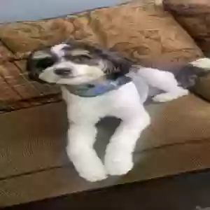lost male dog unknown