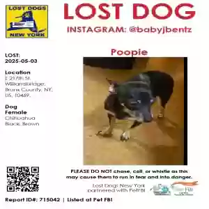 lost female dog poopie