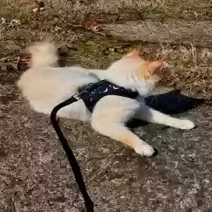 lost male cat baldur