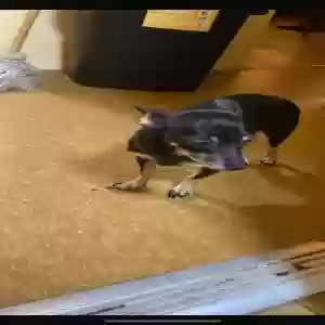 lost female dog poopie