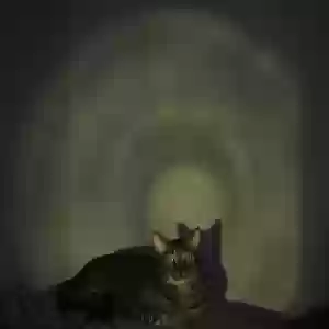 lost male cat milo