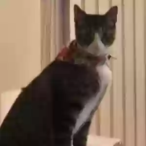 lost male cat levi