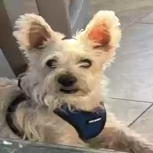 lost male dog timmy