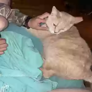 found male cat kovu