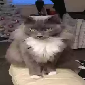 lost male cat jerry