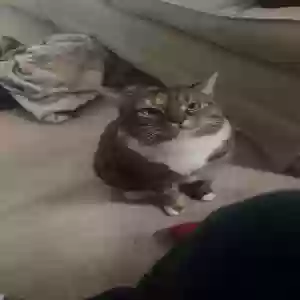 lost female cat ophelia
