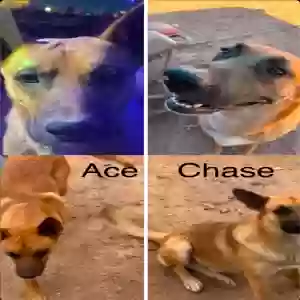 lost male dog ace and chase