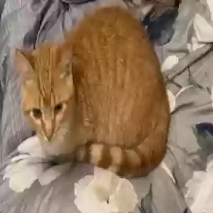 lost male cat cream